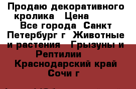 Продаю декоративного кролика › Цена ­ 500 - Все города, Санкт-Петербург г. Животные и растения » Грызуны и Рептилии   . Краснодарский край,Сочи г.